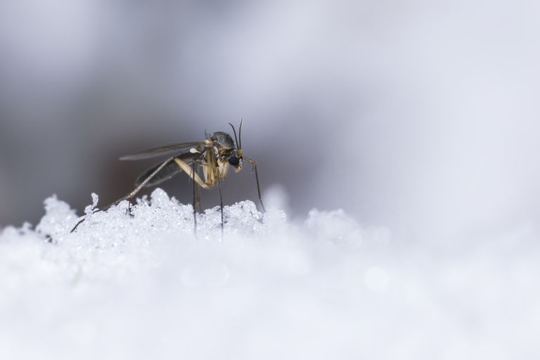 mosquitoes in winter