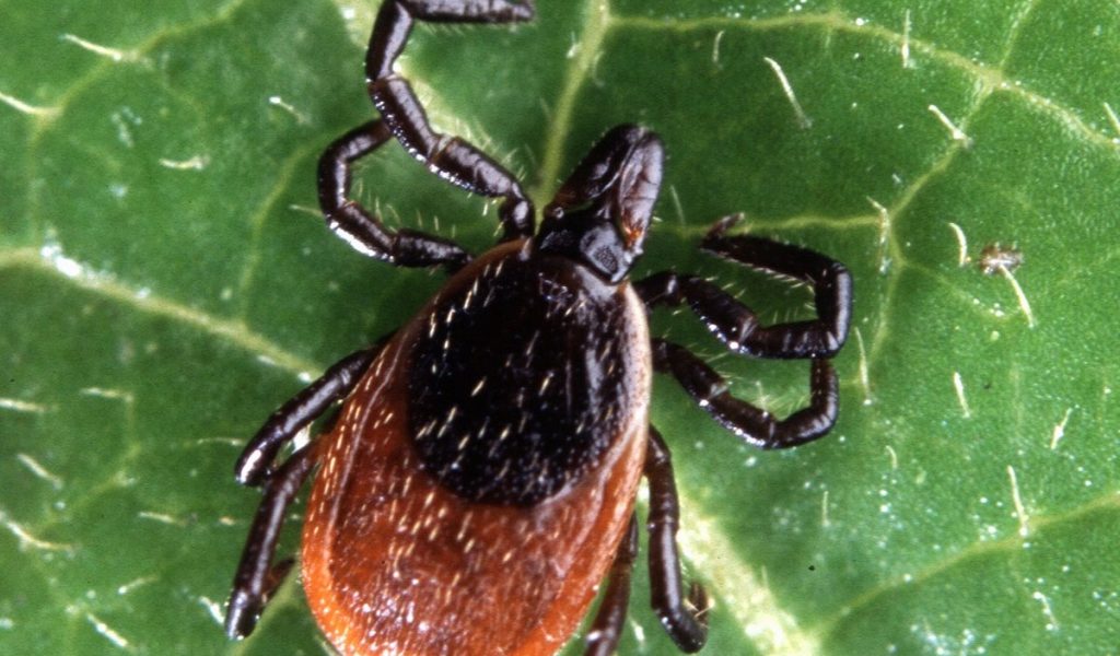 deer tick control