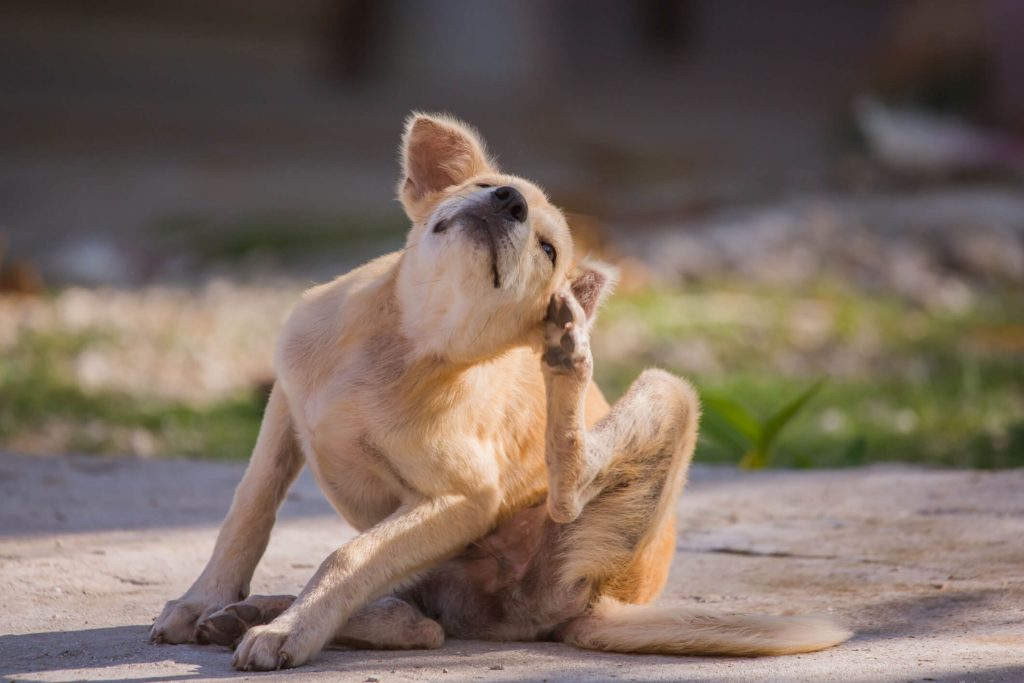 dog scratching from ticks