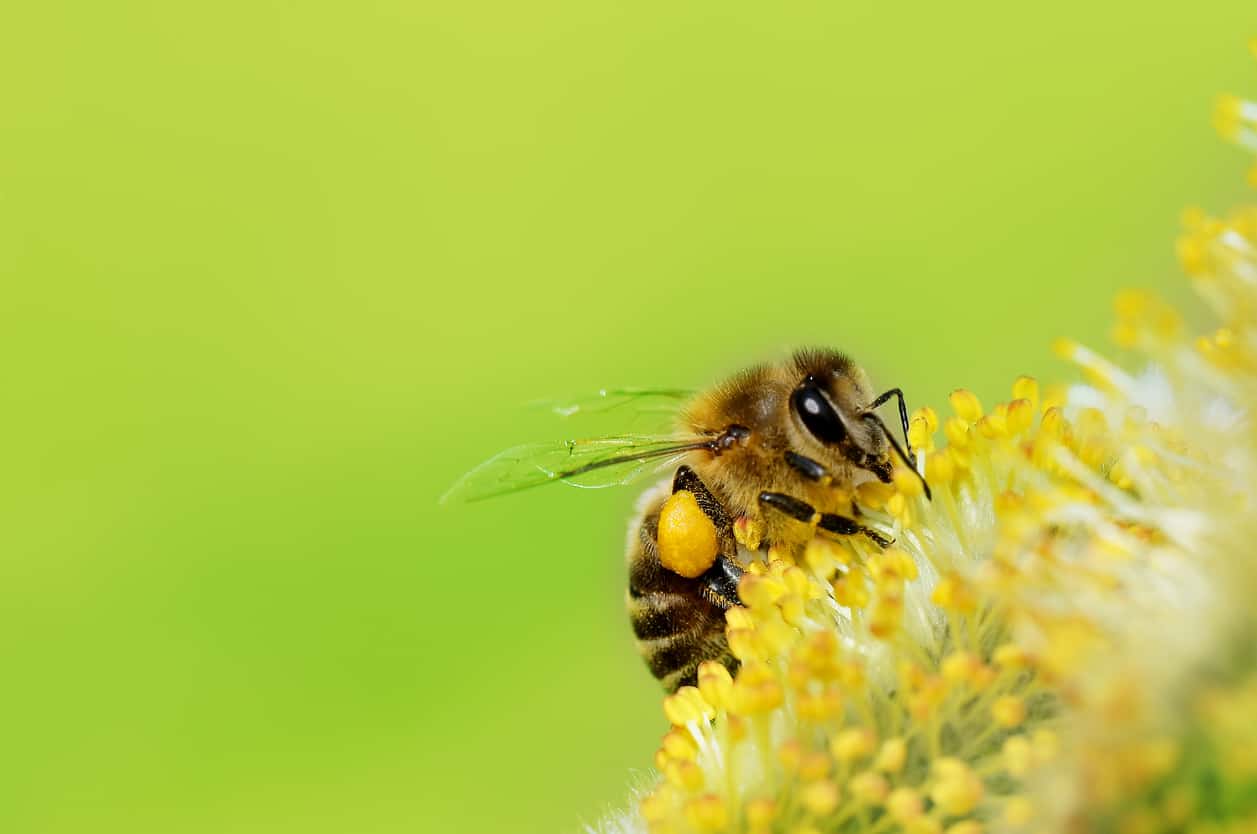 A bee pollinating a flower.