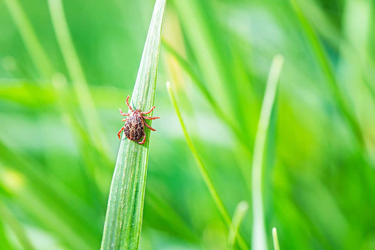 Close-up of a tick crawling on a leaf.