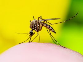 best mosquito control