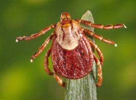 Tick control