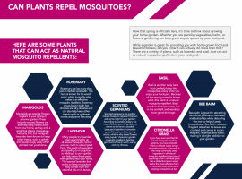 natural mosquito repellents