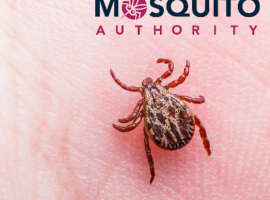 Tick borne Diseases and Symptoms