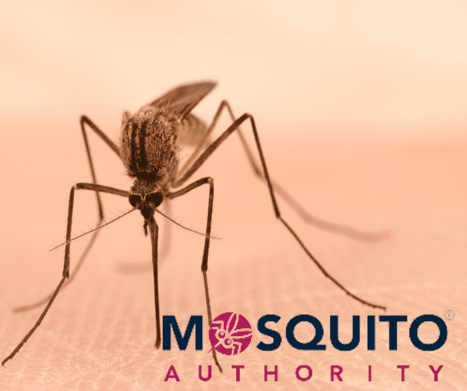 mosquito