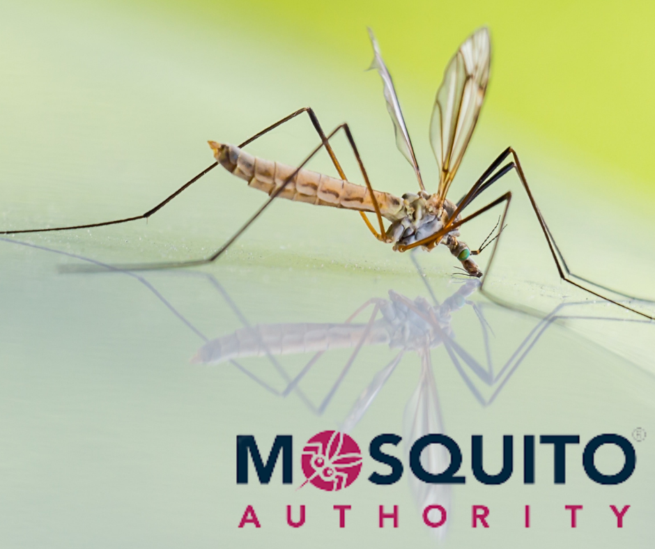 Why We Need Mosquito Control