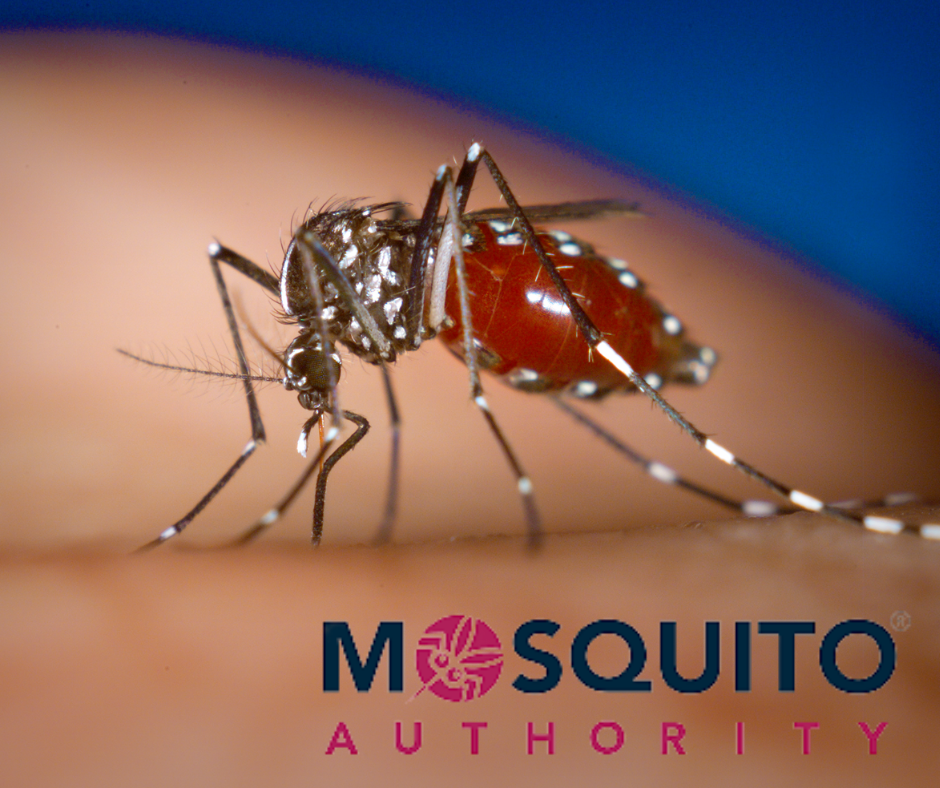 World Mosquito Day: What it Means