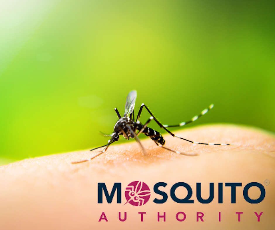 mosquito