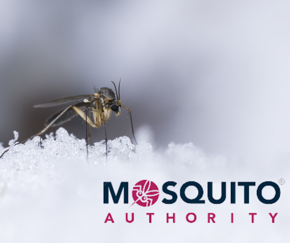 What Happens to Mosquitoes In Winter