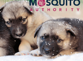 Keeping Pets Safe In Cooler Weather