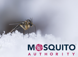 What Happens to Mosquitoes In Winter