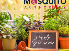 Maintaining an Herb Garden