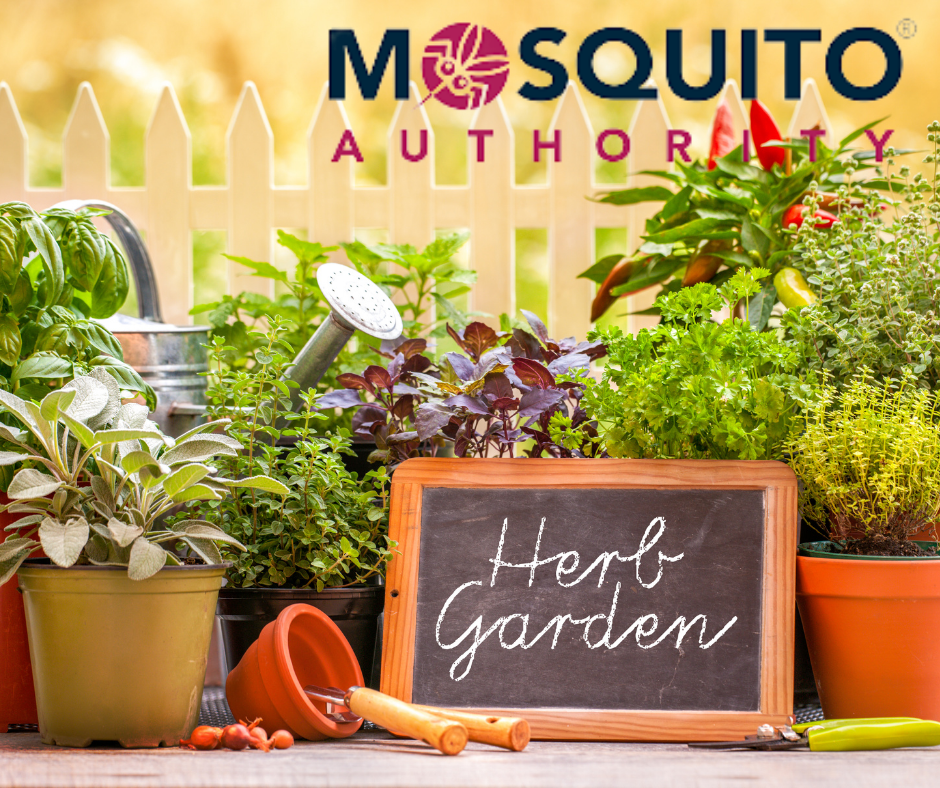 Maintaining an Herb Garden