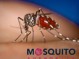 World Mosquito Day: What it Means