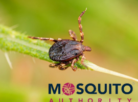 Tick and Mosquito Control Facts