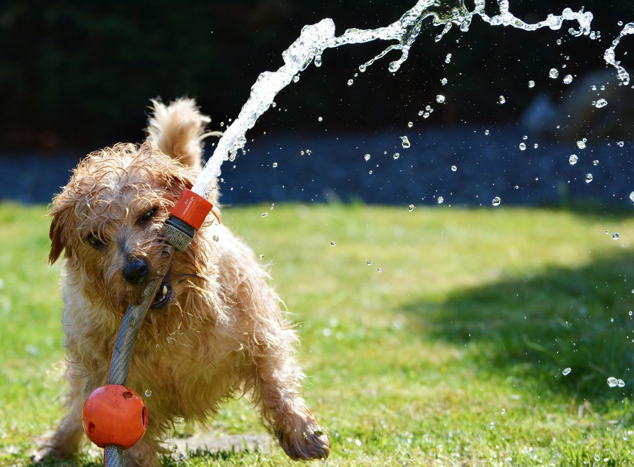 standing water in your yard